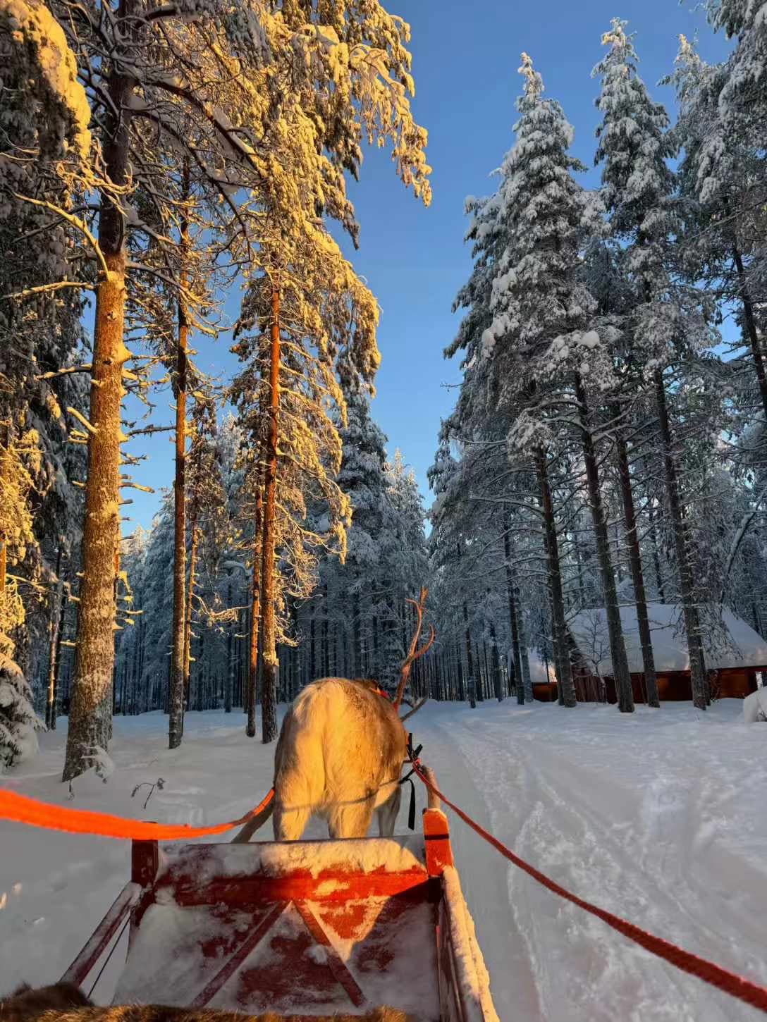 雪林追光!驯鹿拉雪橇的神仙时刻|北欧冬日限定浪漫封面图
