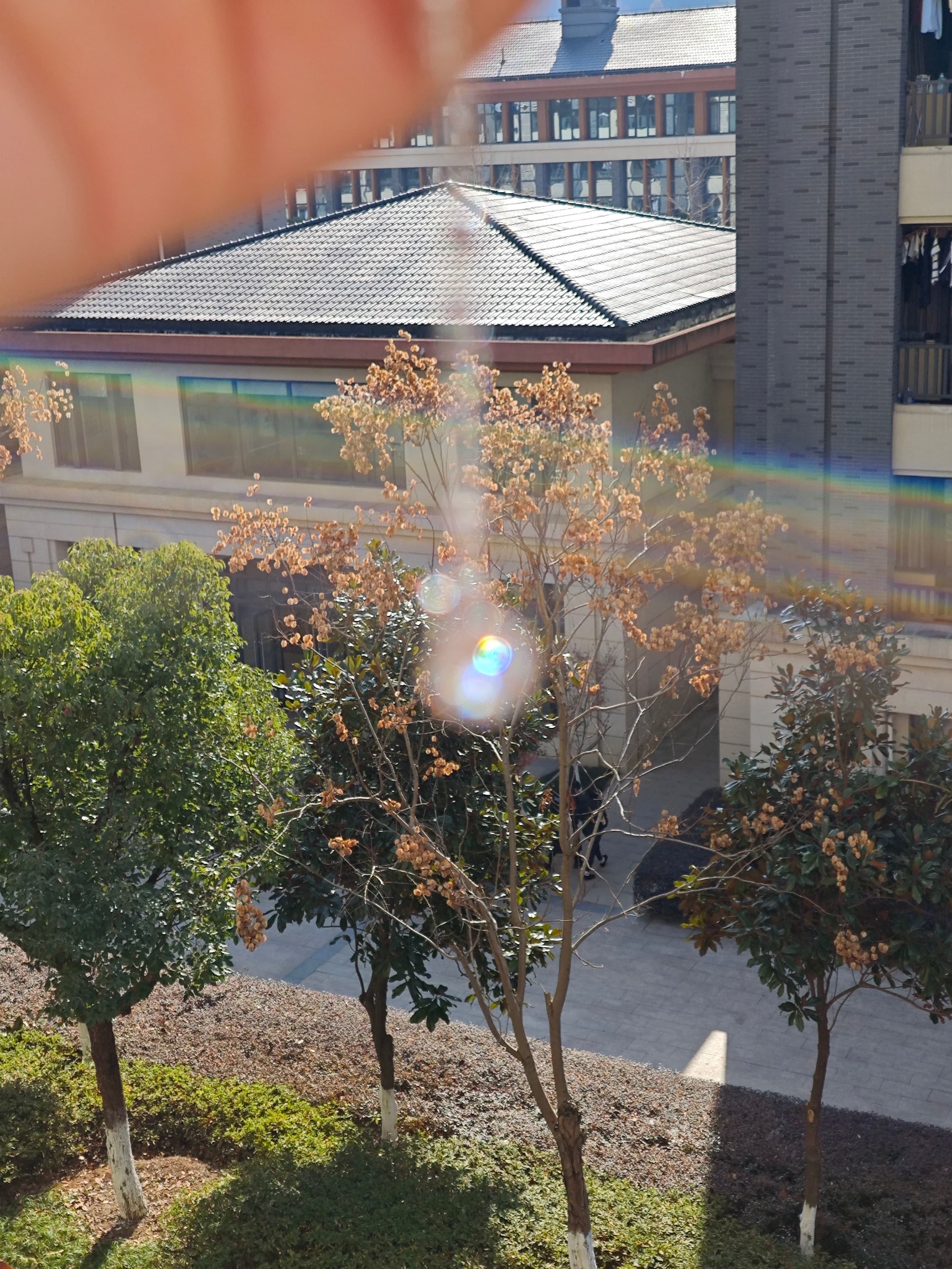 阳光穿过窗玻璃的瞬间，连树梢都染上了金边～封面图