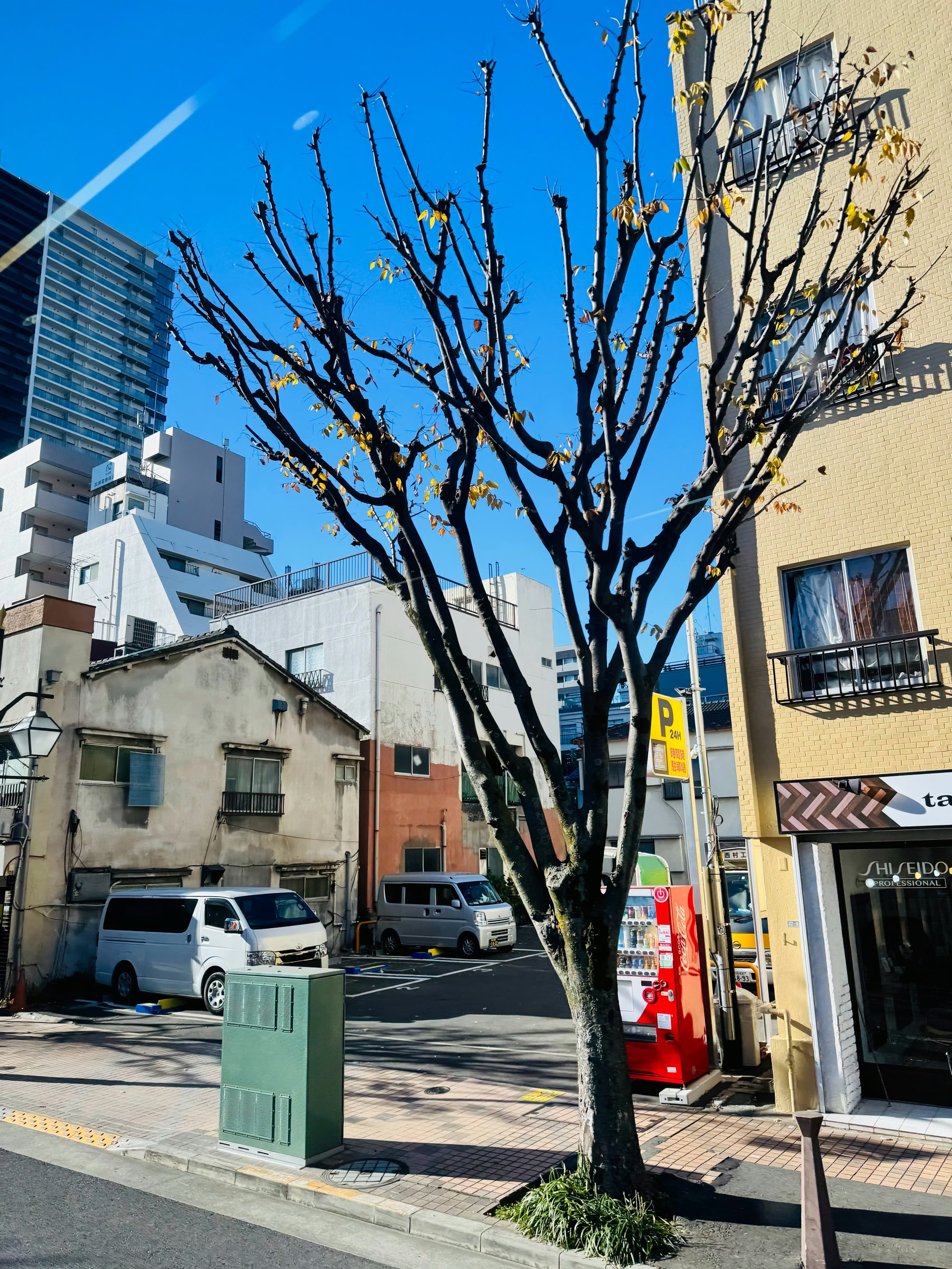 东京街头一棵被修剪得像艺术品的树，冬日晴空下居然有点浪漫封面图