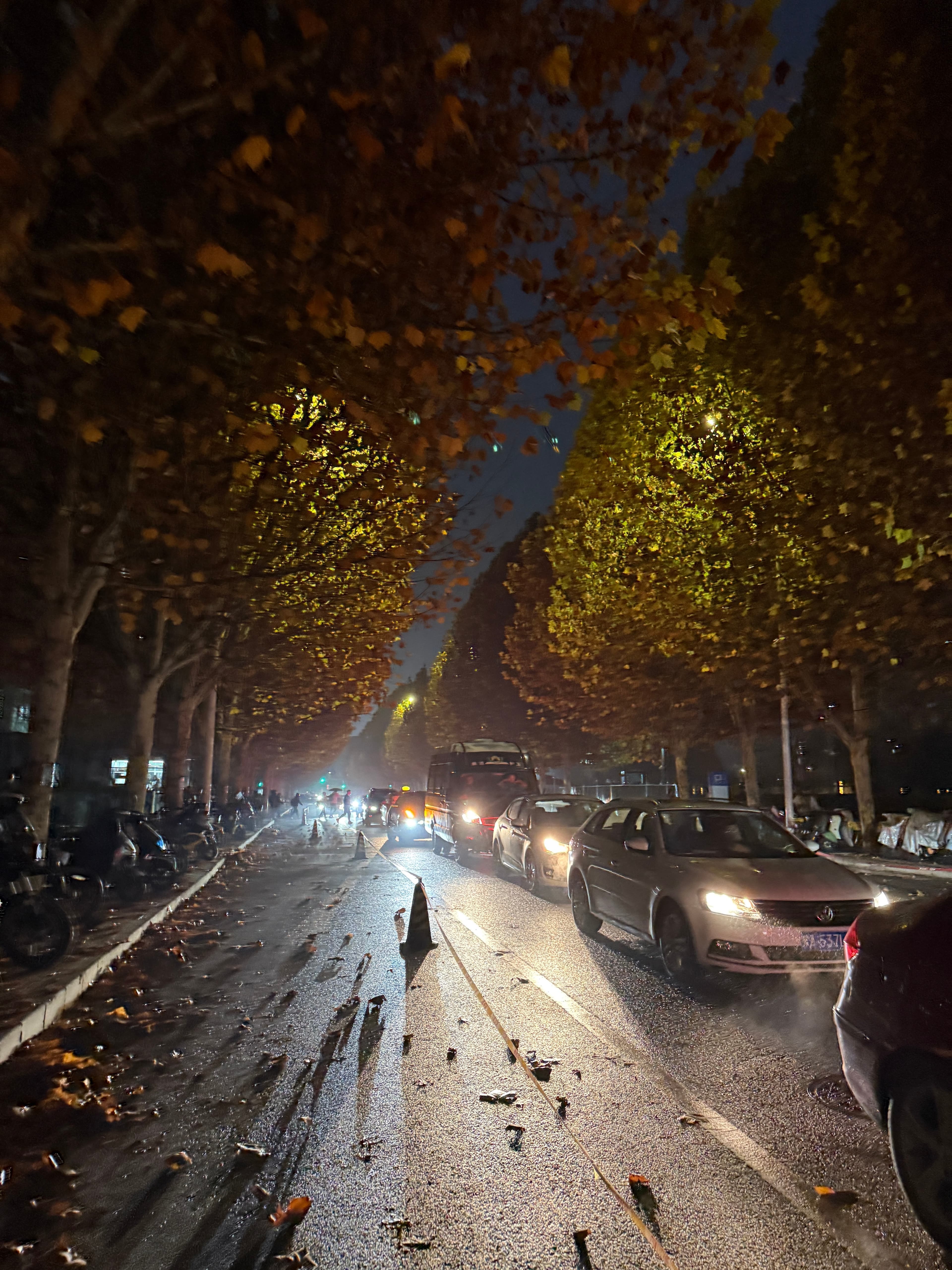 秋夜路遇‘落叶雨’，车灯一照全是金箔✨封面图