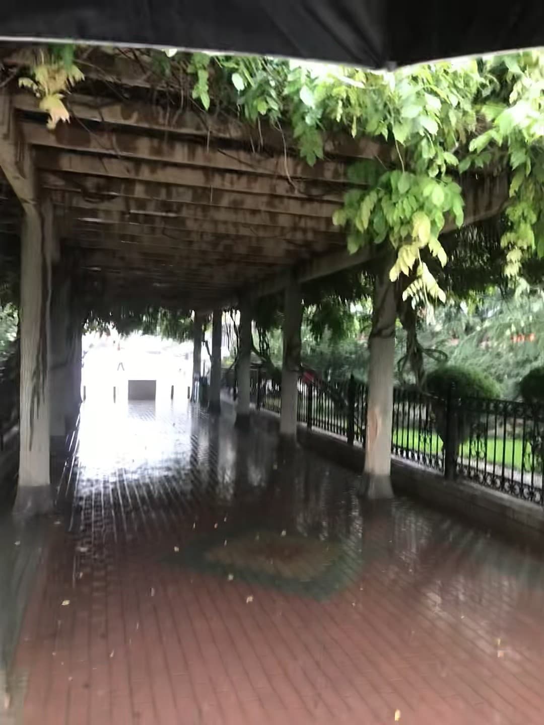雨天走廊，藤蔓在头顶织了个绿穹顶封面图