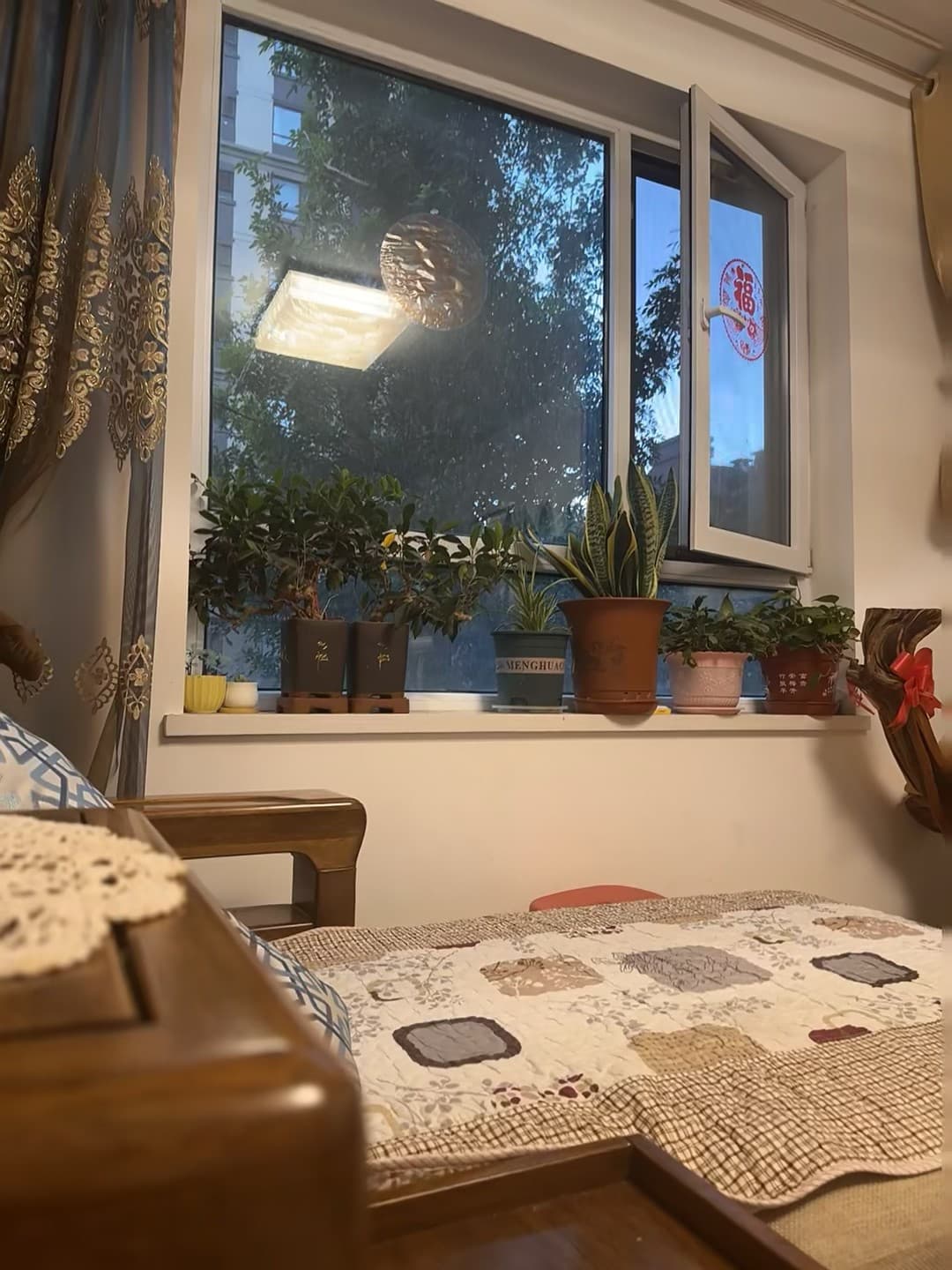 窗台小绿洲,傍晚偷懒时的治愈时刻封面图