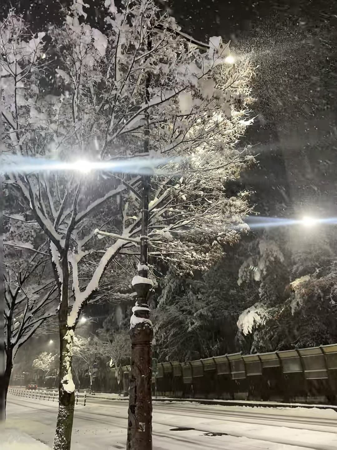 夜雪封街，路灯把树梢照成糖霜封面图