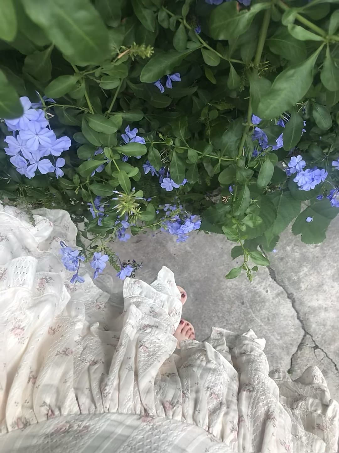 裙角扫过蓝花丛，水泥地上也开出春天封面图