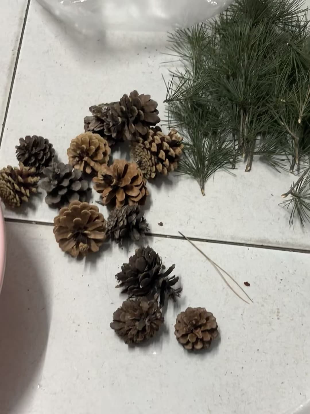 捡到一袋松果和松针,像把森林的冬天揣进包里了封面图