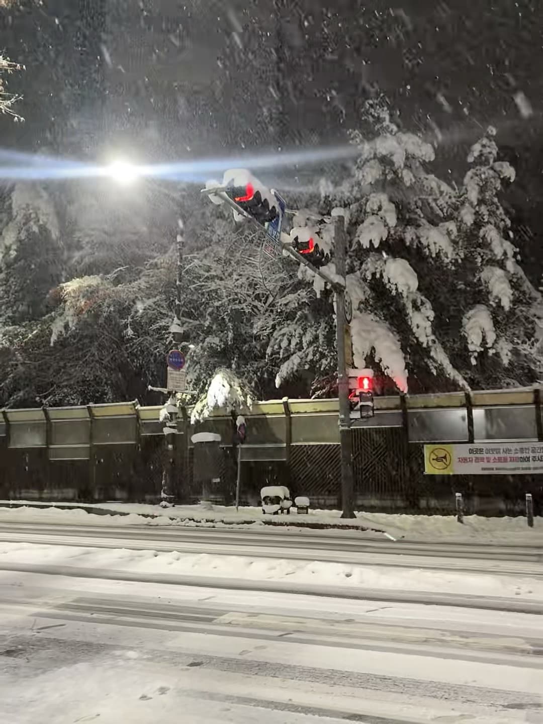 雪夜路口红灯亮着，像被撒了一把糖霜的松树封面图