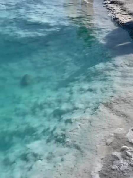 今天在海边浅滩蹲了半小时，终于拍到一只小海龟探头～封面图