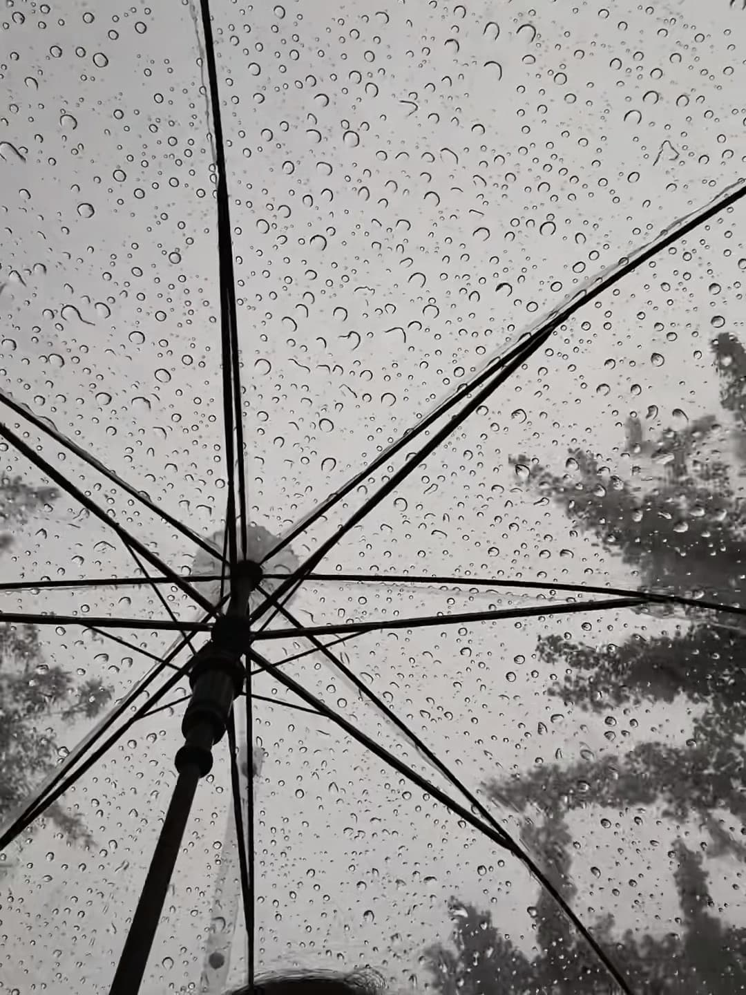 雨天撑伞的仪式感｜伦敦街头突然下起毛毛雨，伞面像撒了满天星封面图