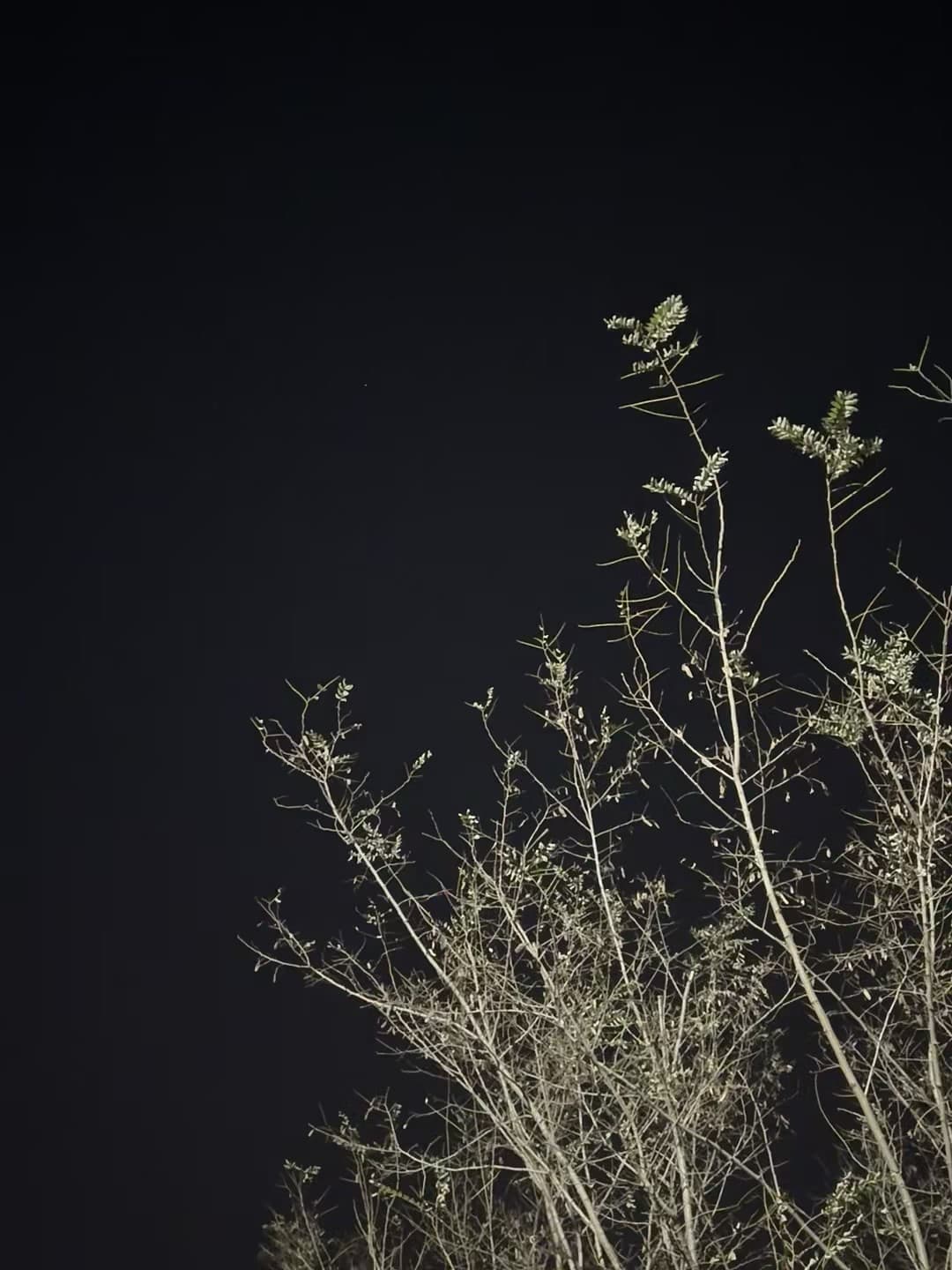 深夜路过小区后巷，发现这丛野草在路灯下像极了打翻的盐罐子封面图