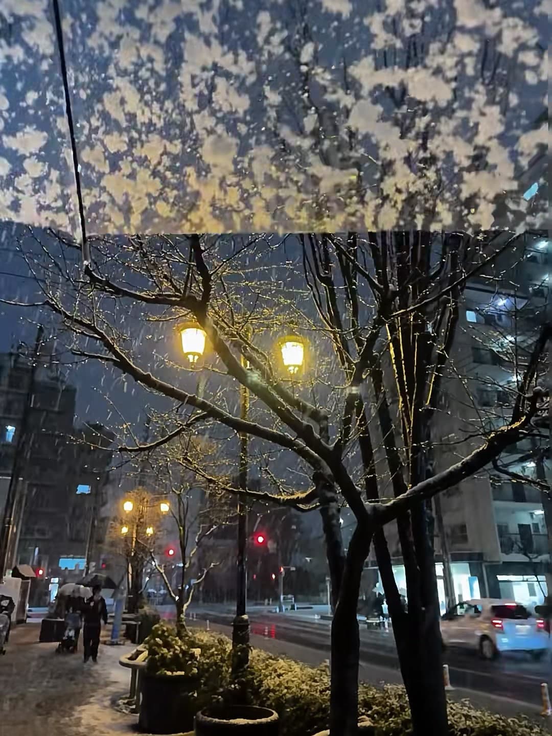 雪夜路灯下，树枝像撒了糖霜的甜点 🍬封面图