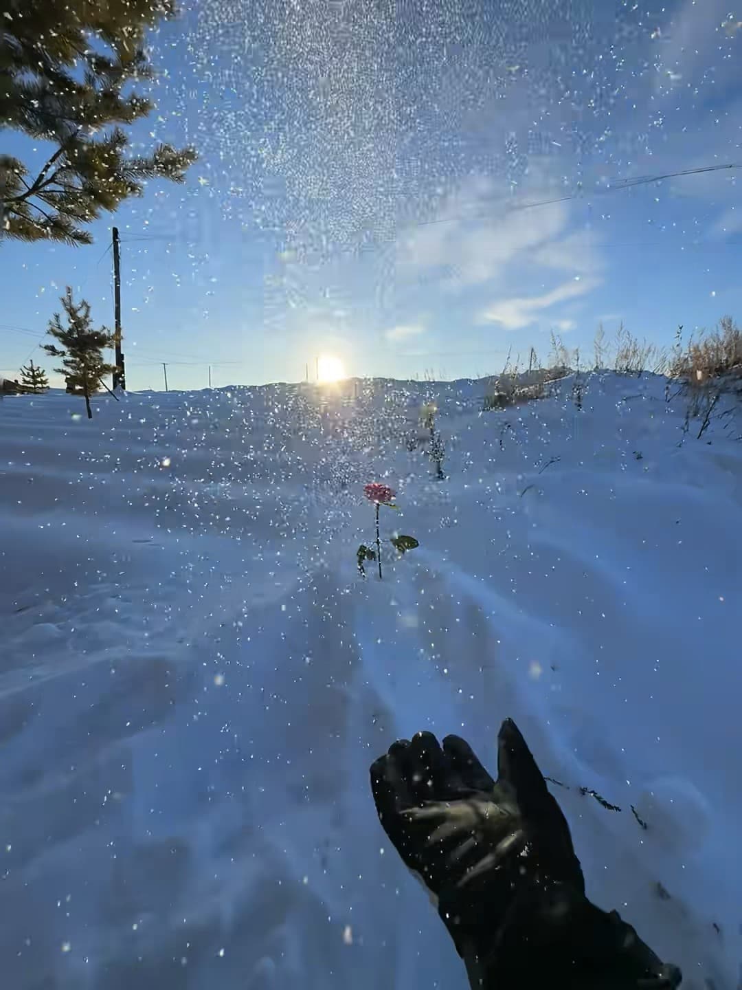 雪地里插朵红玫瑰？今天在郊区小路捡到的浪漫封面图