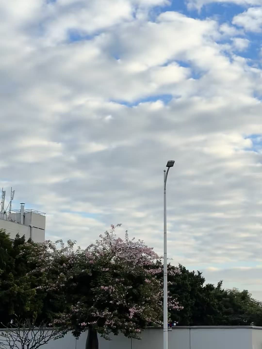 路过街角那棵开花的树，云层像被揉皱的旧信纸封面图