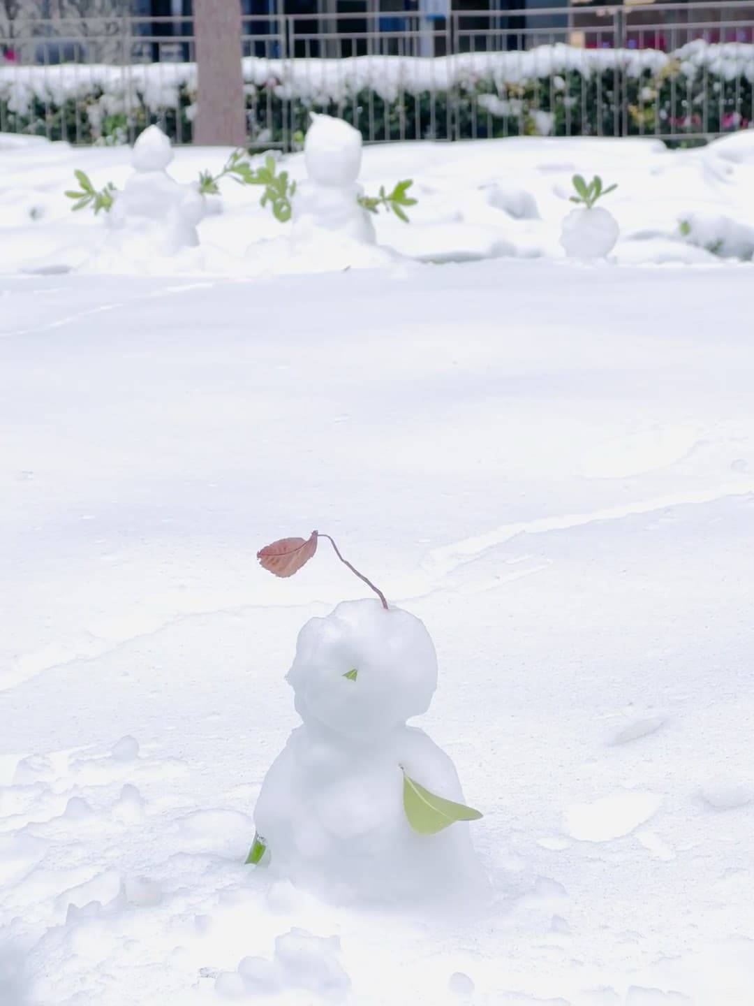 雪天偶遇小雪人 🧊｜今天在社区花园捡到一个带秋叶的雪球封面图