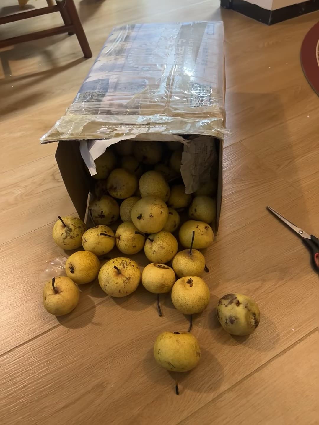 纸箱漏了？不是梨，是‘小黄蛋’！今天在公寓楼道捡到一箱意外惊喜封面图