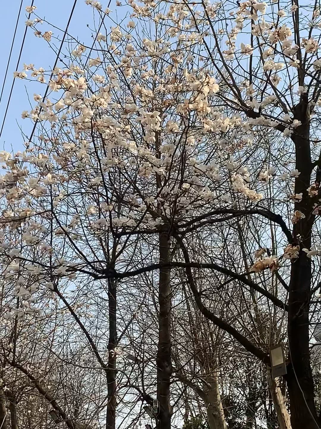 春天突然就撞进眼眶里了 🌸封面图