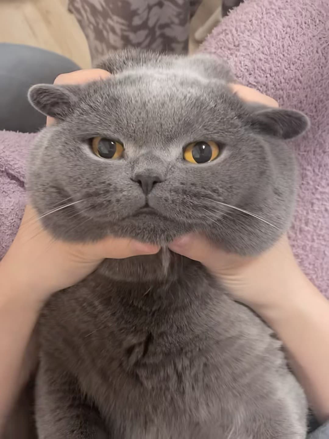 今天被这只灰猫捏脸了…它瞪我那眼神，像在说‘你再动一下试试？’封面图