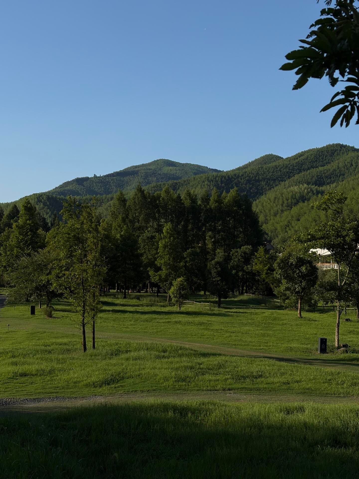 午后草地遛弯,风里都是松针香 🌲封面图