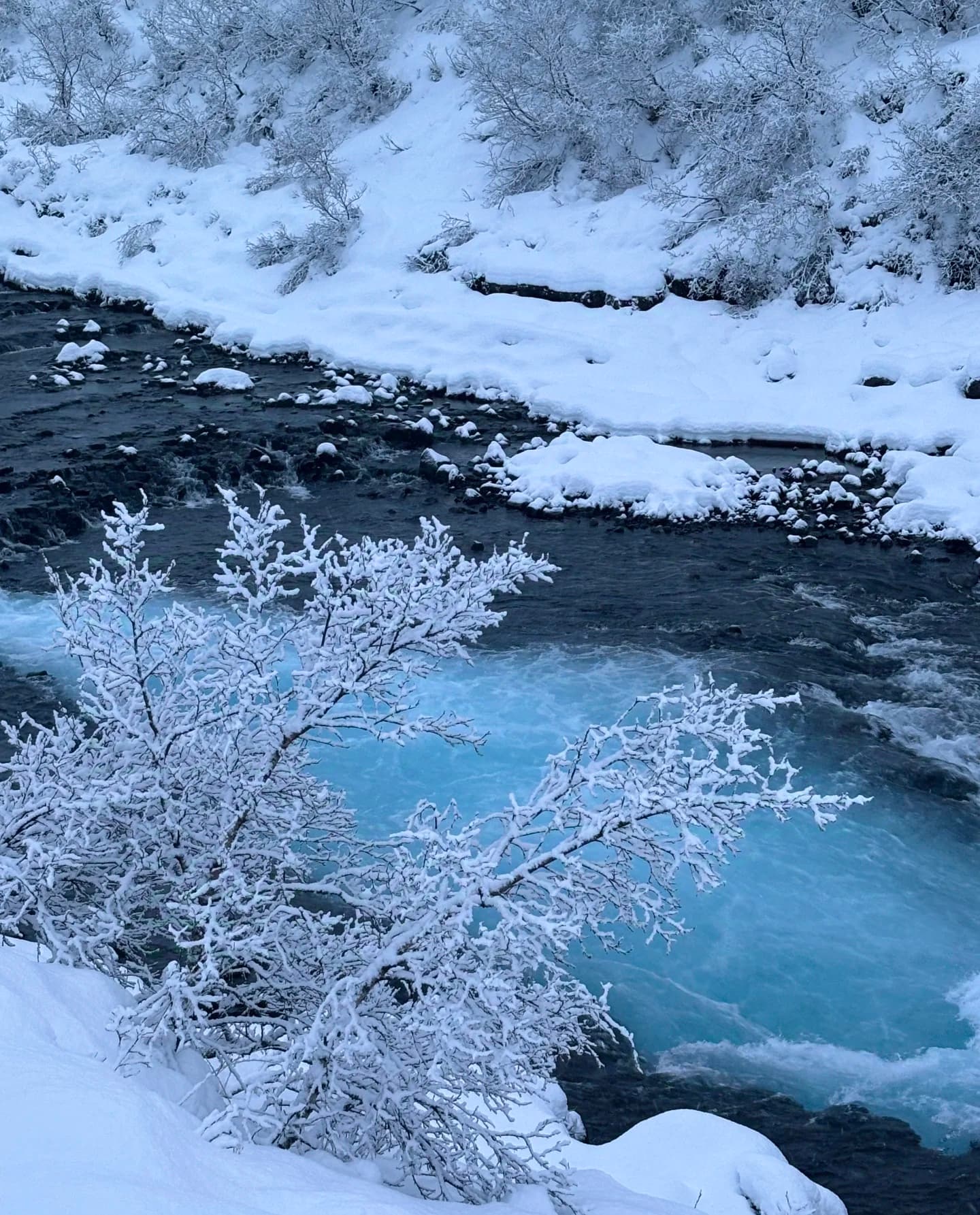 雪天溪流太绝了！蓝水配白枝，像被冻住的童话封面图