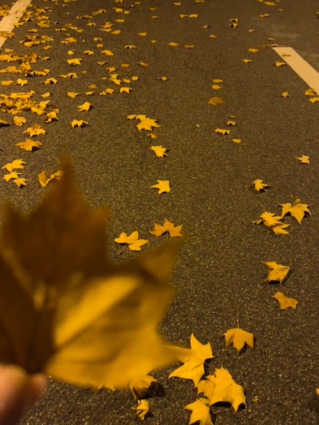路灯下捡到一片秋天的邮票，随手一拍竟像油画封面图