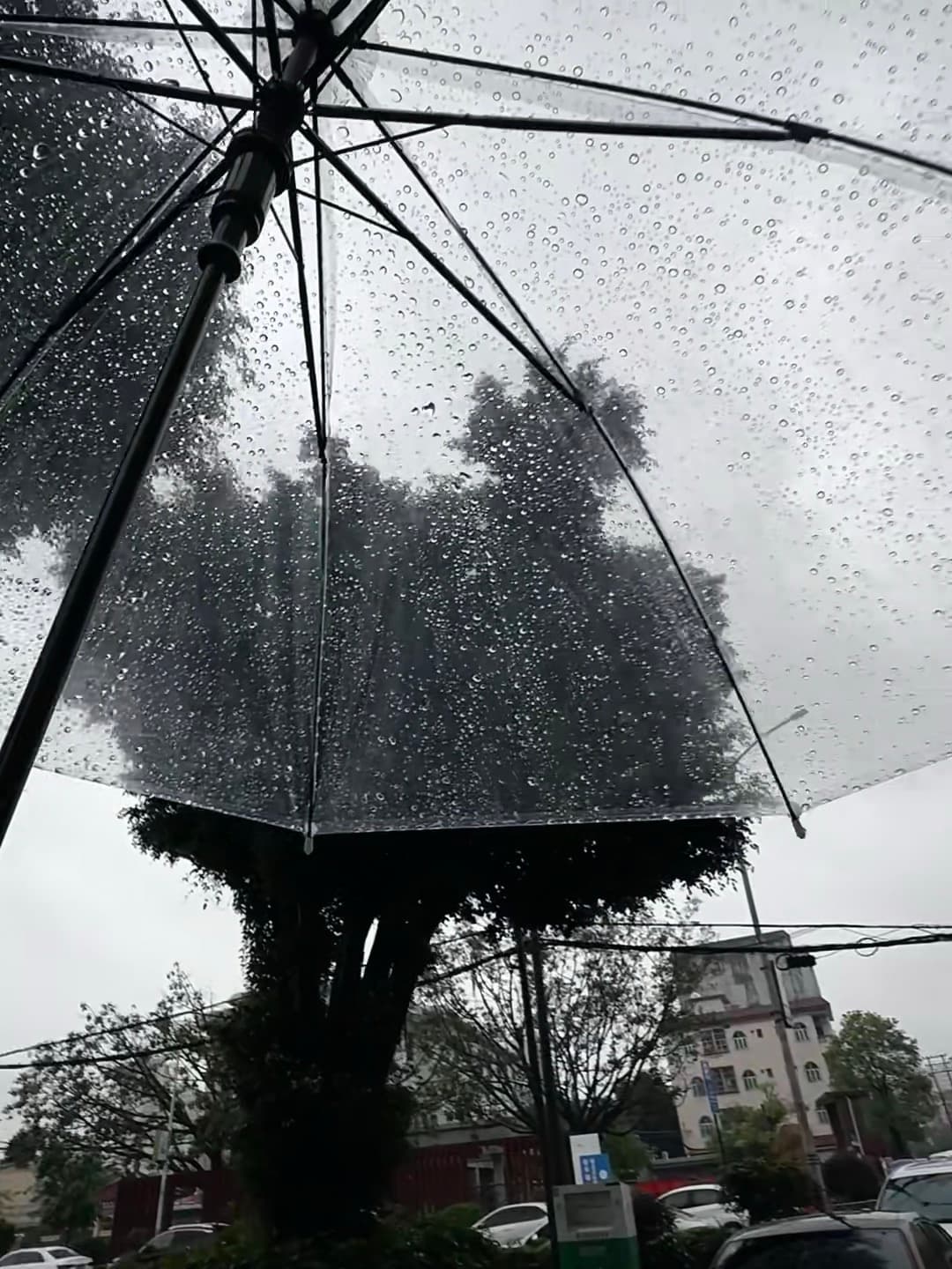 雨天撑伞的仪式感｜路过老城街角那棵歪脖子树，伞面像撒了满天星封面图