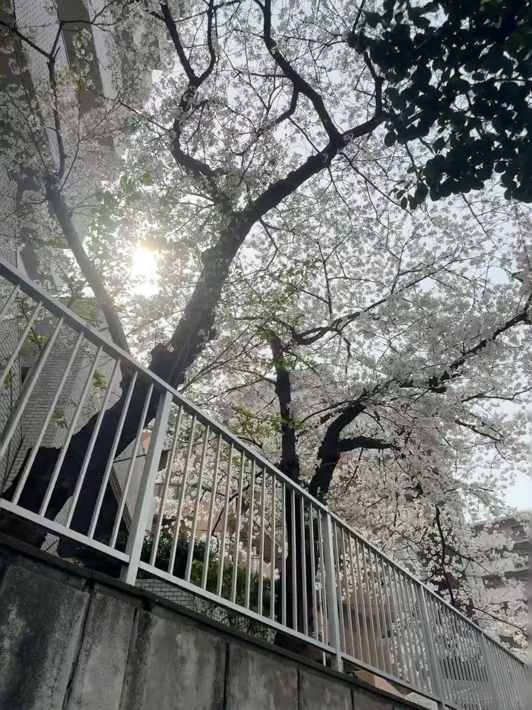 路过小区后巷，樱花突然炸开了一整片云封面图