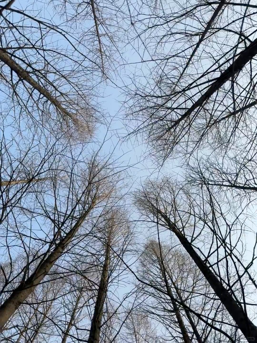 冬日仰望,树梢把天空剪成碎玻璃封面图