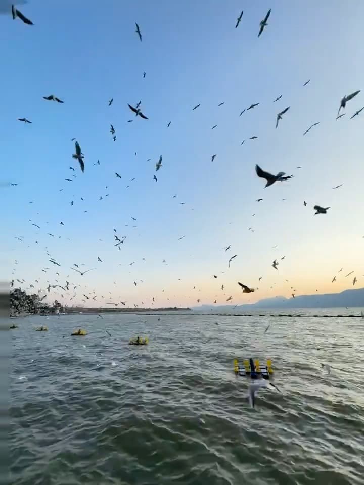 傍晚湖边被海鸥追着飞，连相机都来不及对焦 🐦封面图