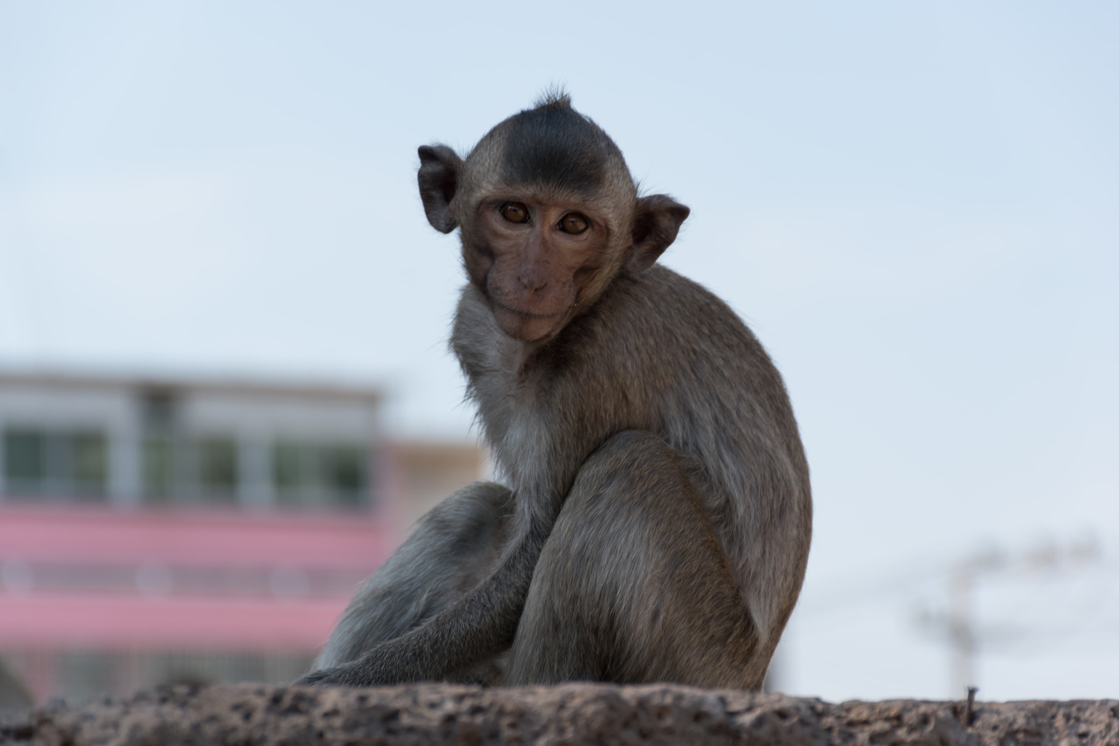 路过老城区墙头，这只小猴正用人类的姿势思考人生 🐒封面图