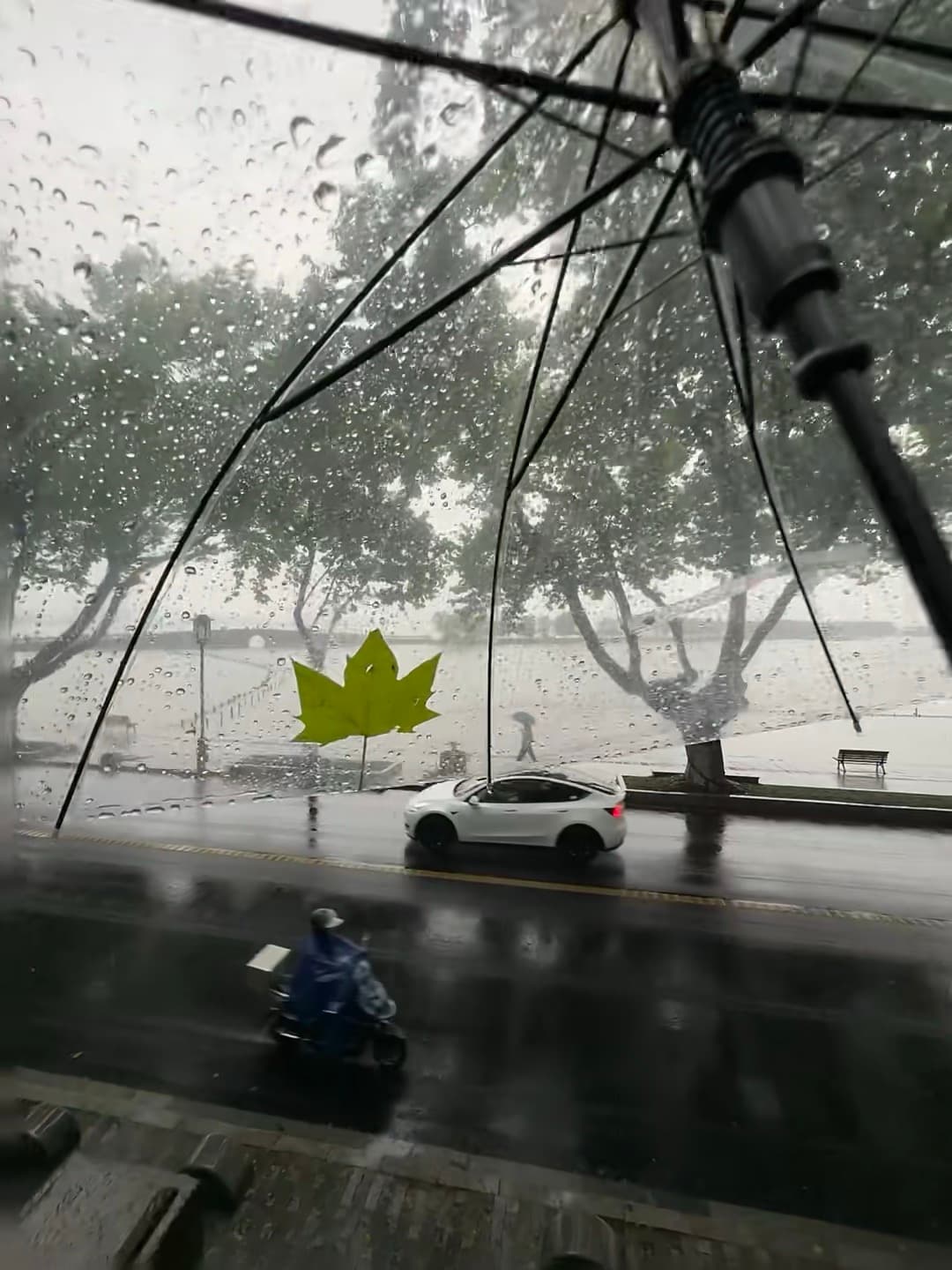 雨天的意外彩蛋：伞下飘来一片绿枫叶封面图