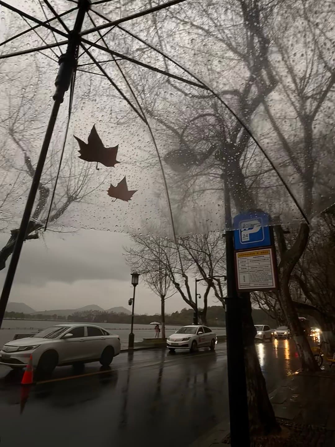 雨天伞下飘两片枫，路过西湖边的湿漉漉浪漫封面图