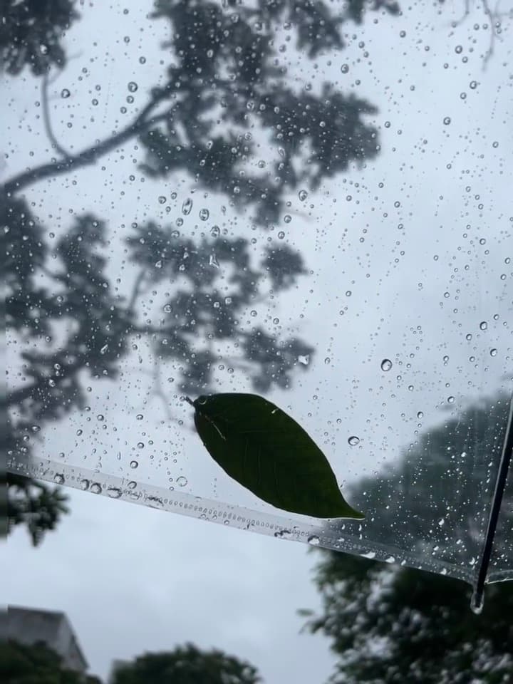 雨天伞下,一片绿叶停泊在玻璃上 🍃封面图