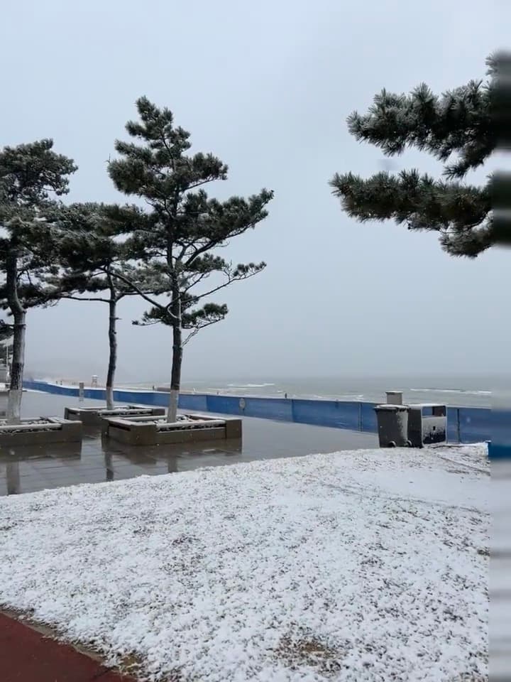 海边松树下飘雪，第一次见海面结霜？❄️封面图