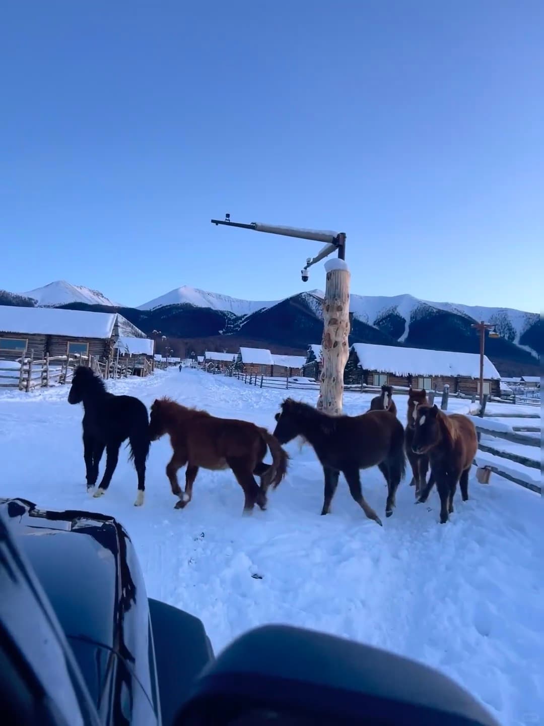 雪地里跑出一队小野马！今天在木屋村路遇的惊喜封面图