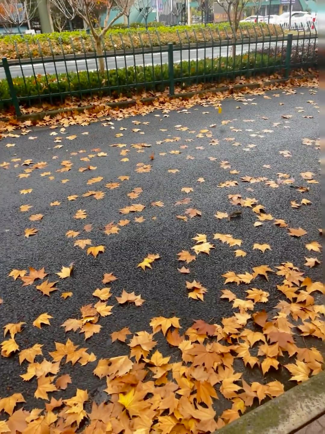 雨后街角，梧桐叶在湿漉漉的柏油路上铺成金毯子 🍂封面图