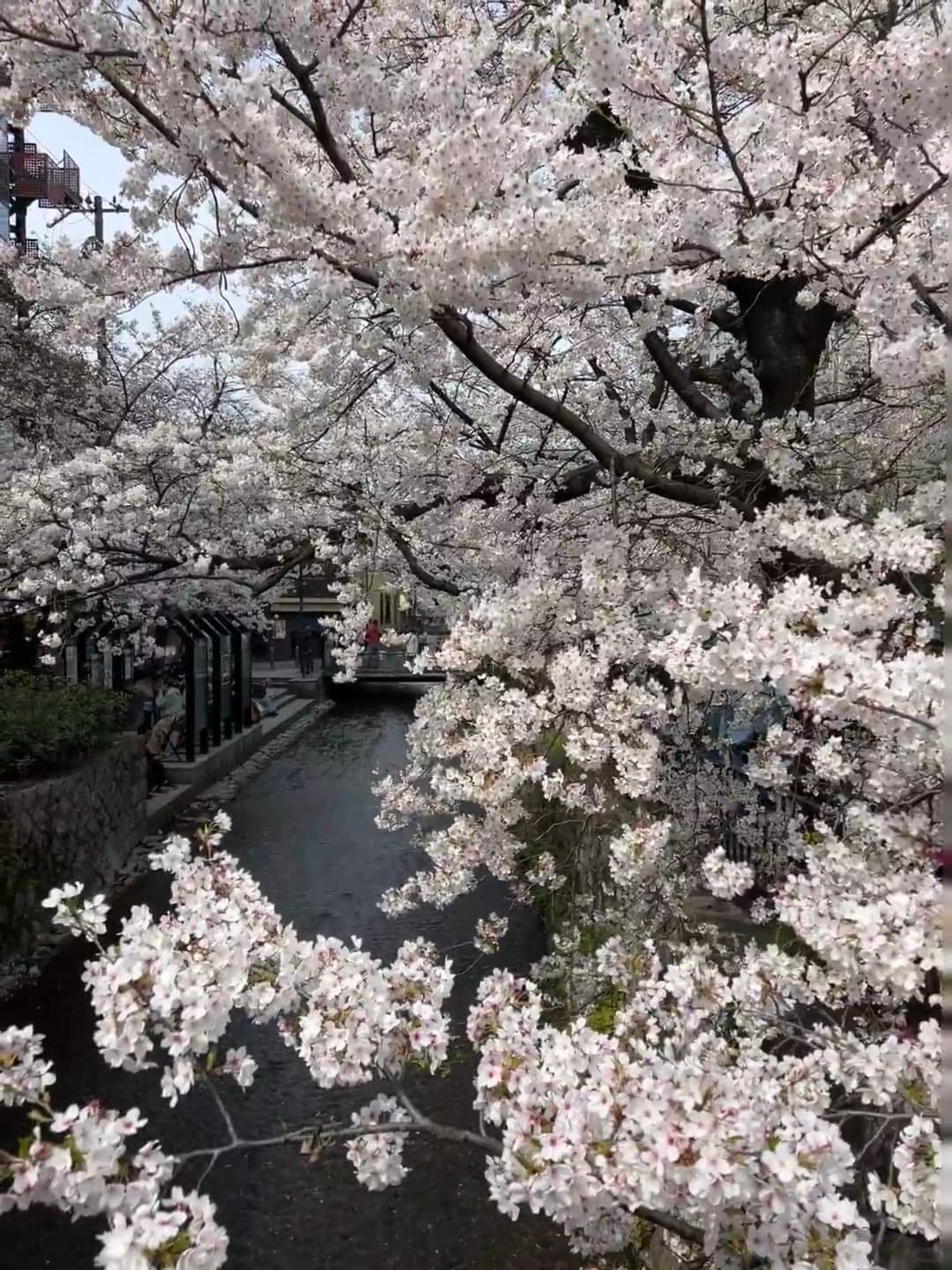 路过小川町的樱花隧道,连风都带着甜味封面图