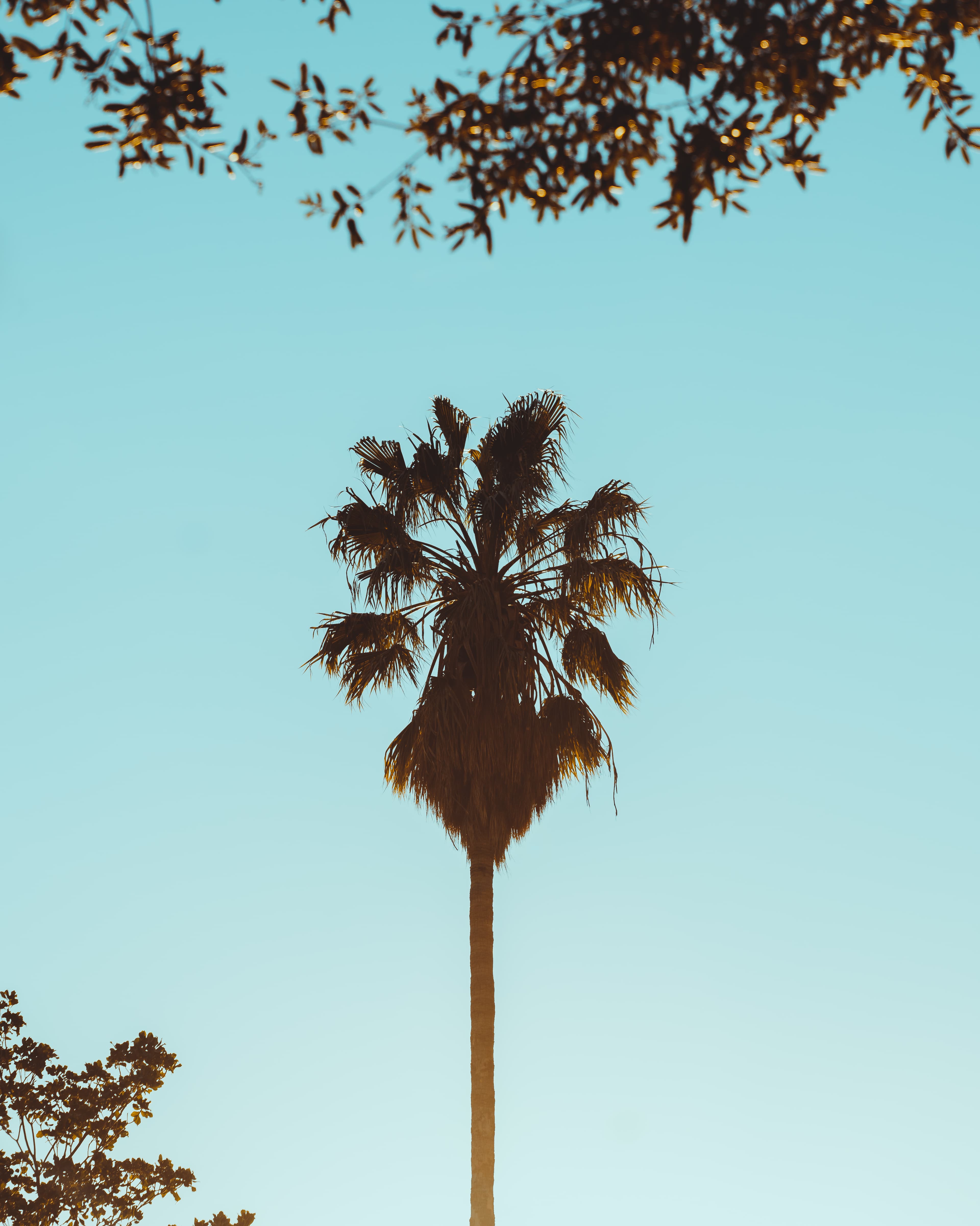 傍晚的棕榈树，像被阳光焊在蓝天里 🌴封面图