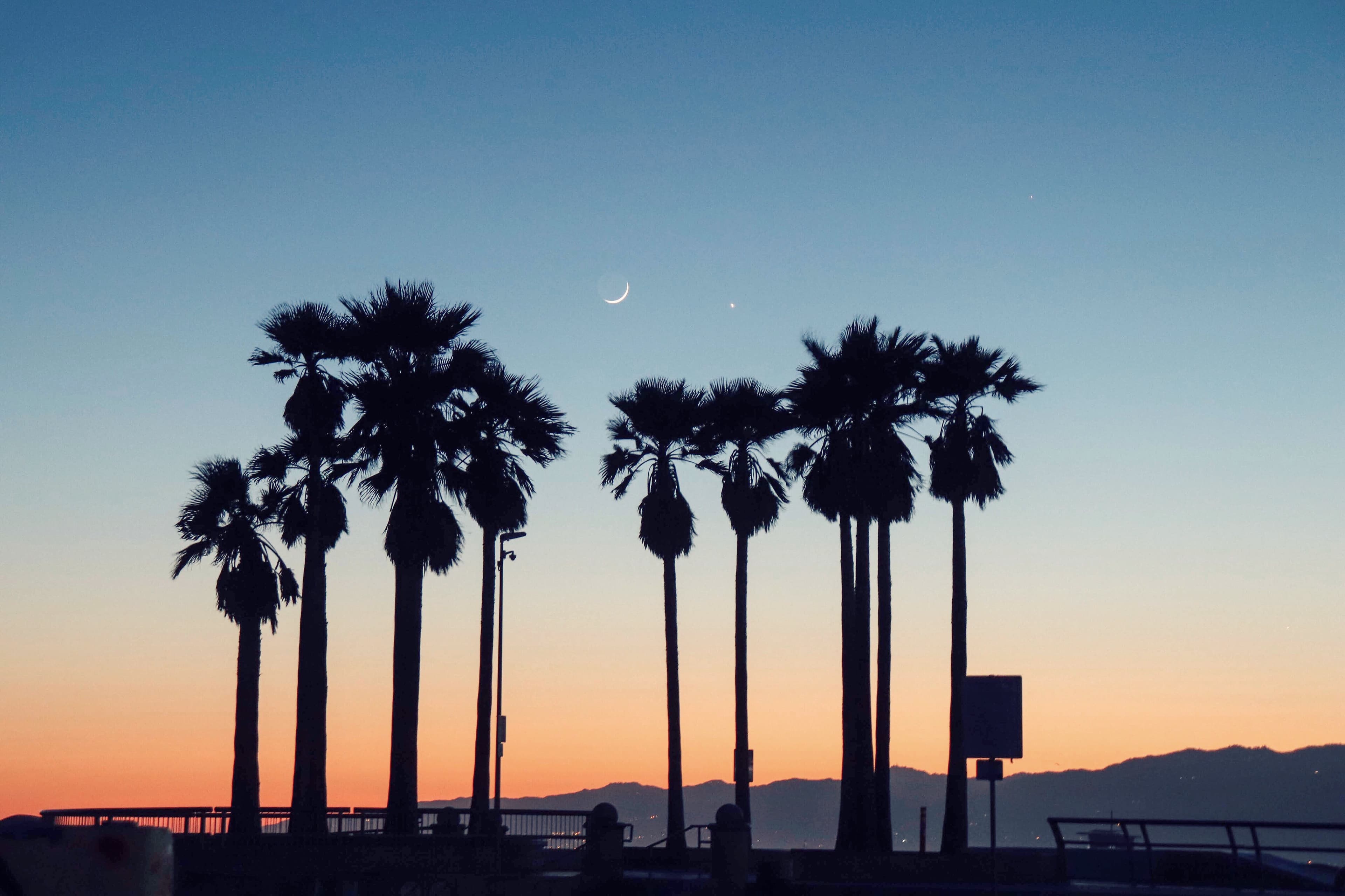 日落时分的棕榈剪影，月亮和金星悄悄靠在一起 🌙✨封面图