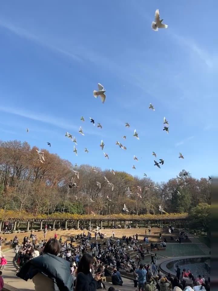 今天在中央公园的喷泉边,鸽子们突然集体起飞…像被谁按了快进键封面图