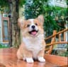 小浅夏X的头像
