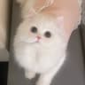 Cosmo南栀的头像