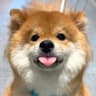 Sugar.Brave的头像