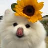 Sunny_Wonder的头像