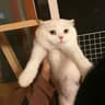 June_Free的头像