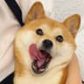 奶糖小丸酱的头像