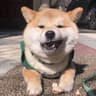 MochiAutumn的头像
