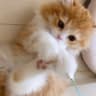 听风·团子的头像