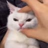 程意番外的头像