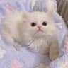 Pudding的念安的头像