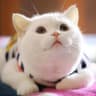 Clover.Seasalt的头像