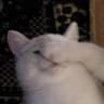 Hana日常的头像